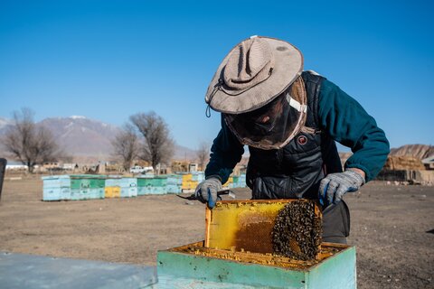 To bee or not to bee in Kyrgyzstan