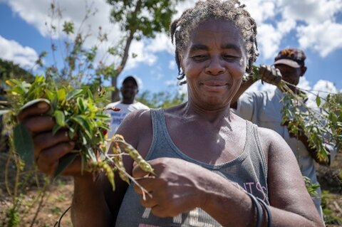 Farmers in Haiti: Growing crops in spite of drought and floods